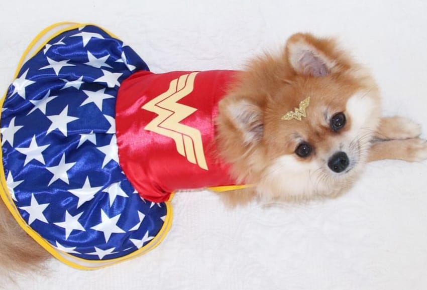 12 Dogs Who are Just as Into Wonder Woman as us