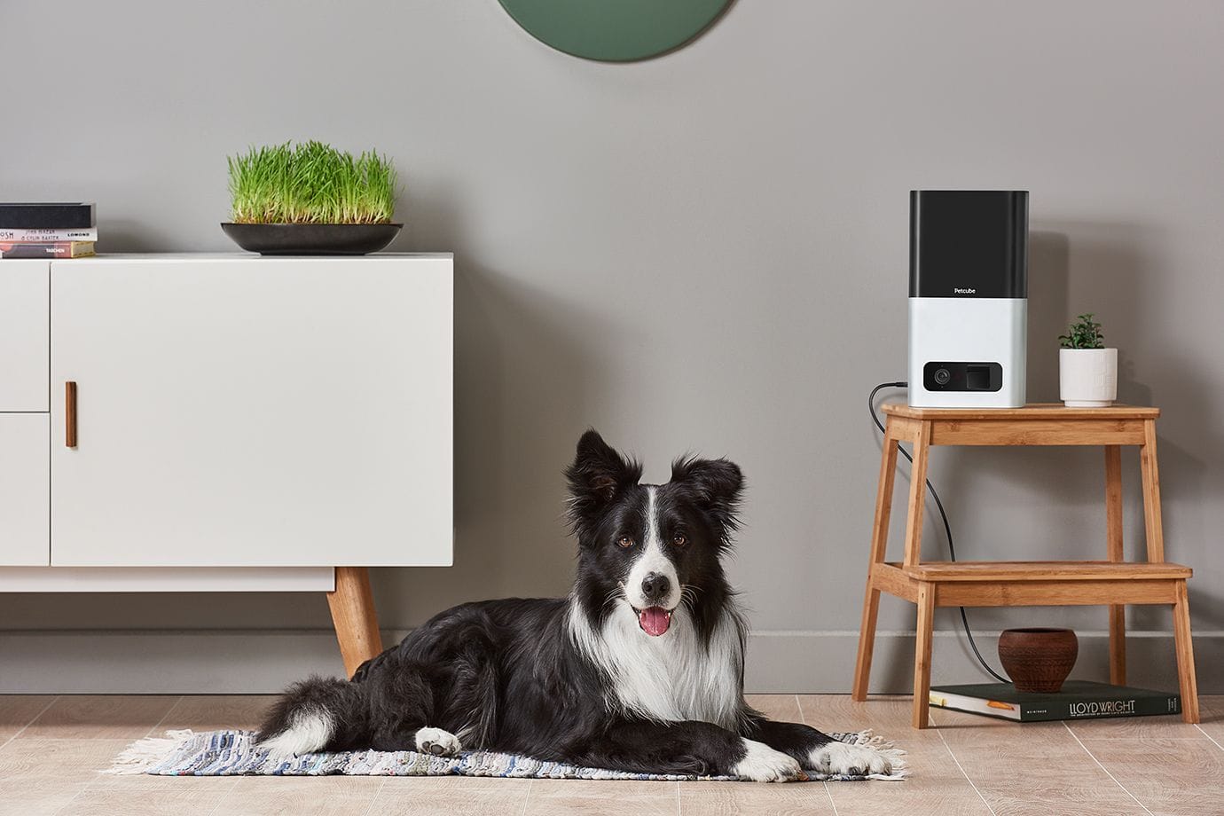 Unleashing Petcube Bites Treat Camera