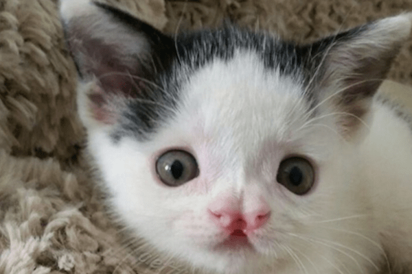 9 Special Cats To Inspire Your Instagram Feed