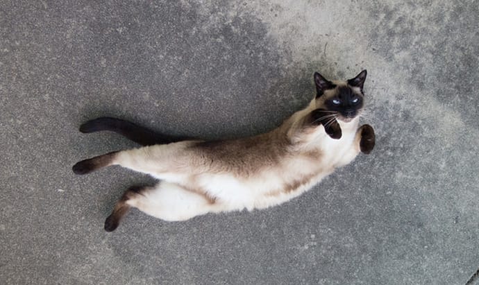 Siamese cat