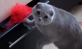 Caught on Tape: Cats Behaving Badly