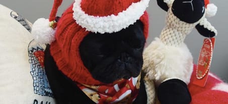 The Comprehensive Gift Guide For Pet Parents