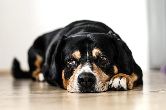 Symptoms of Separation Anxiety in Dogs and How to Treat It