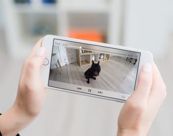 9 Pawesome Features of Using Petcube Care