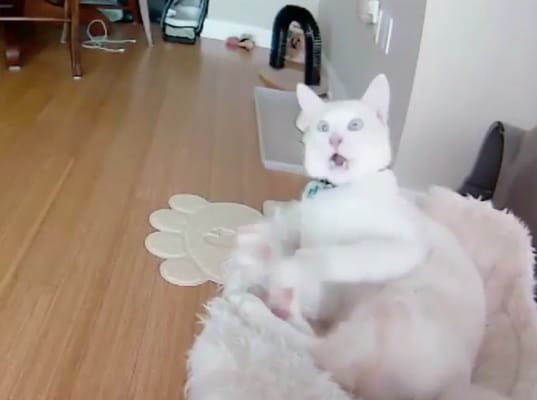 13 Things Your Pet is Secretly Doing When You're Not Home