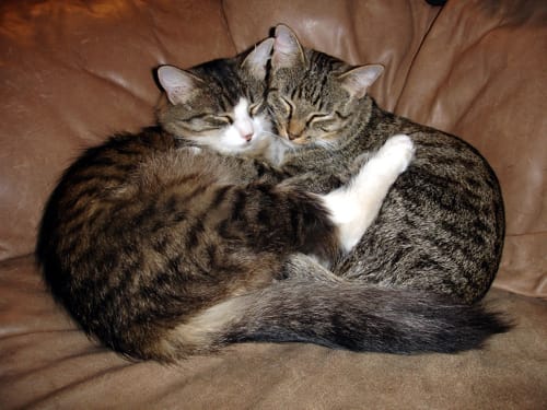 Why You Should Adopt Two Cats At Once