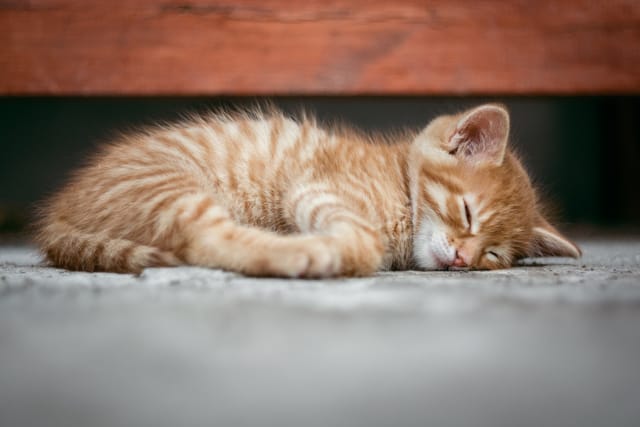 5分でわかる、猫の飼い方・準備・しつけの基礎