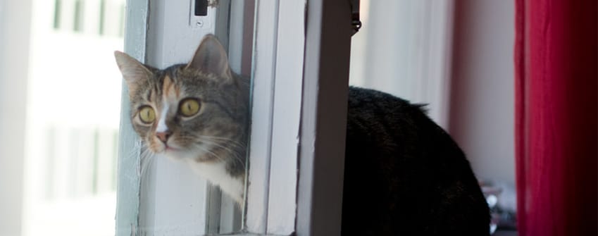 愛犬や愛猫をお留守番上手にするための5つのポイント