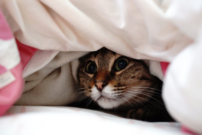 cat in bed