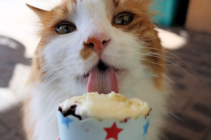 cat licking icecream