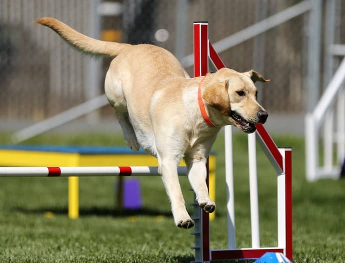 Dog Jumps Over The Obstacles