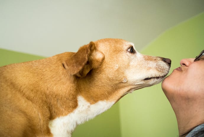Dog kisses
