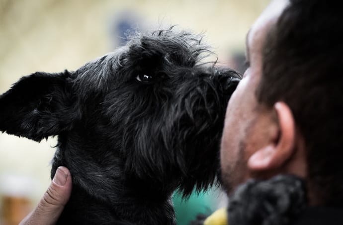 Kissing a dog