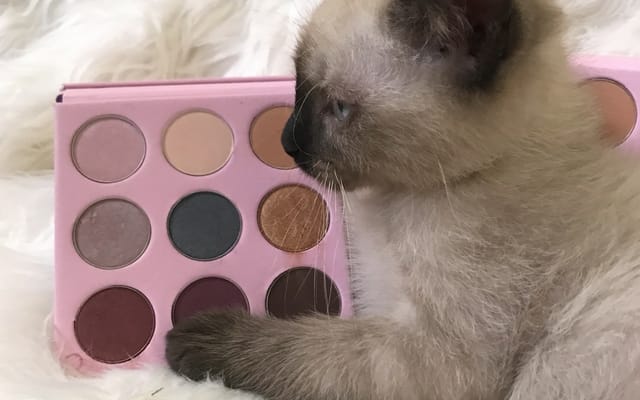 cat and makeup