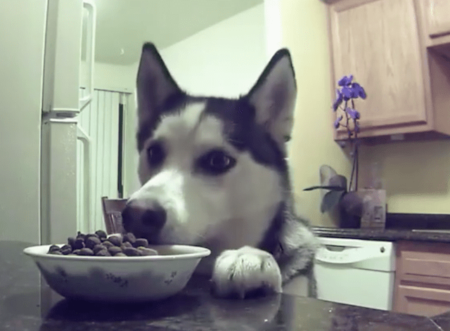 The 10 Best Moments Caught On Petcube Pet Camera