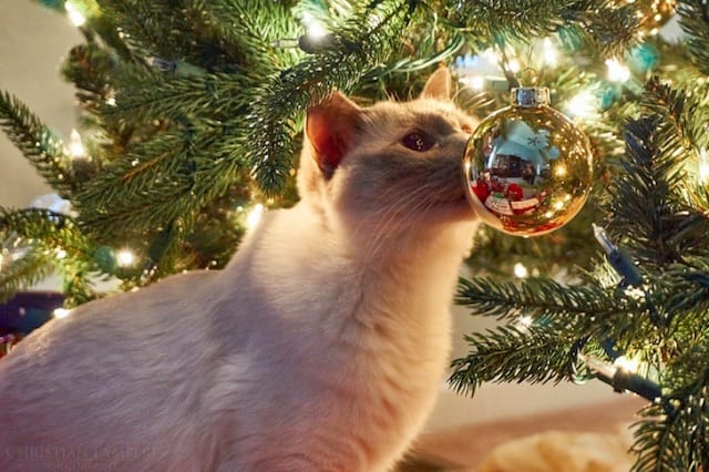 cat christmas tree