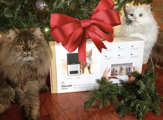 Petcube Bites and cats