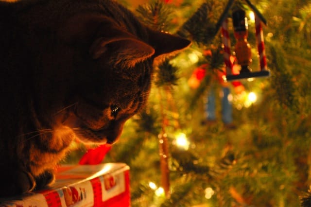 cat christmas tree
