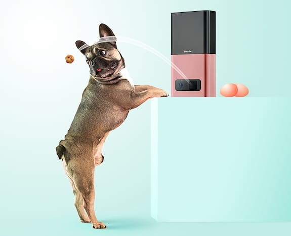 Petcube Hunt For Cuteness: Join The Ultimate Scavenger Hunt