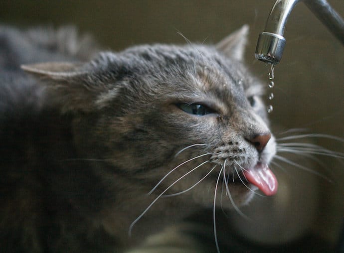 cat drinking