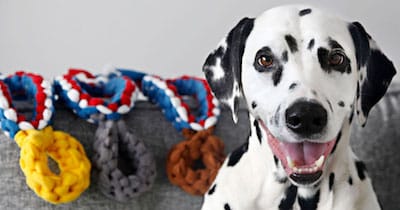 12 Olympic Pets Who Bagged the Gold