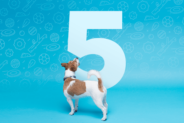 5 Dog Training Tips from a 5-star Rover Sitter