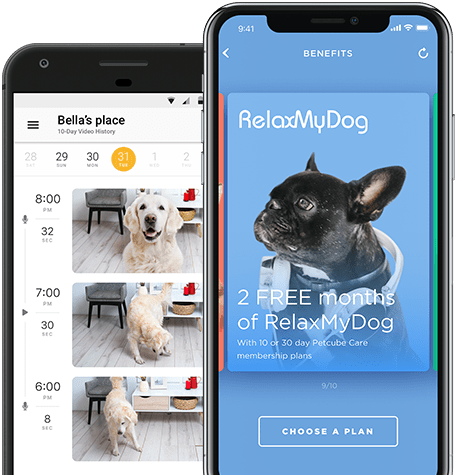 relax my dog perk dog