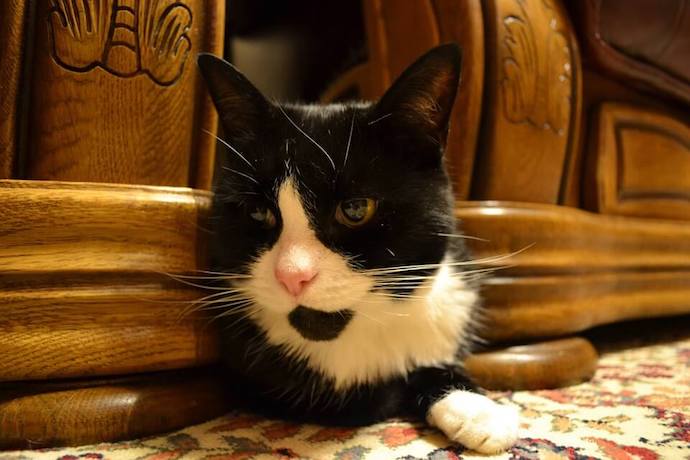 cat sitting on the floor at home