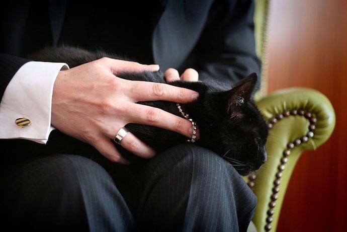 cat laying on owner's legs