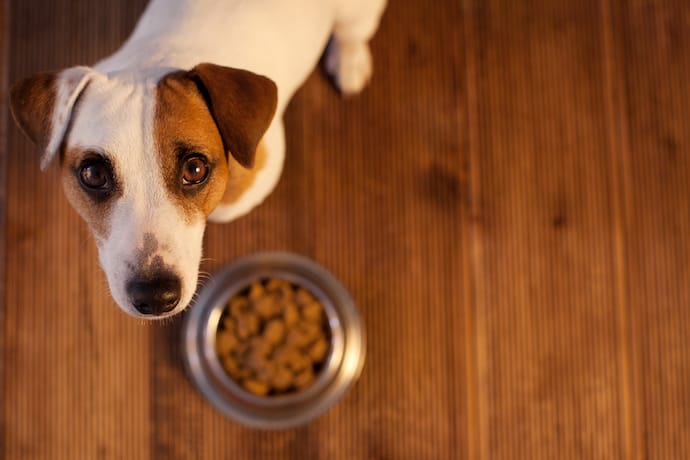 Dog with a bowl staring at you