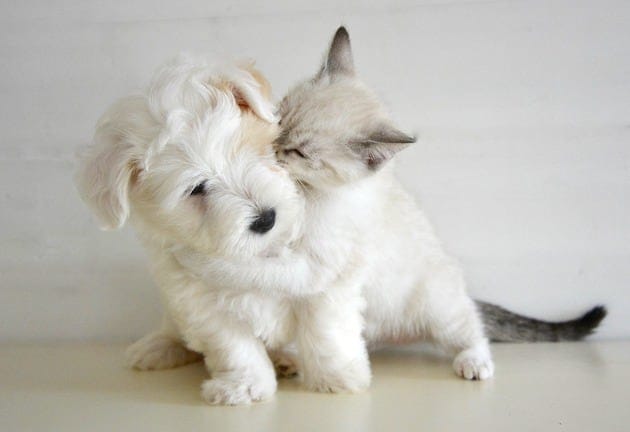 Puppy with a kitten are friends