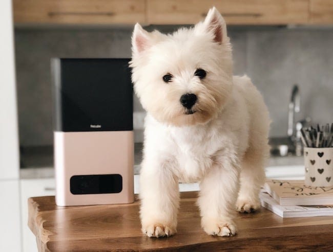 Petcube camera puppy