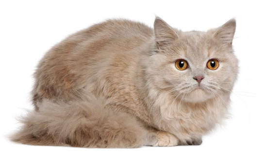 Cat Skin & Dental Care Secrets