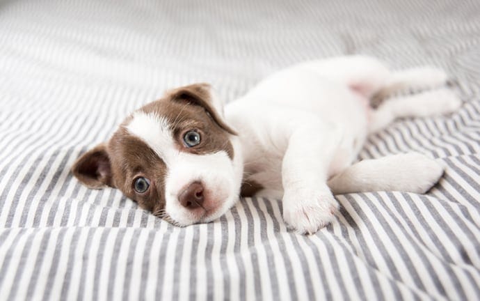alone puppy in the bed