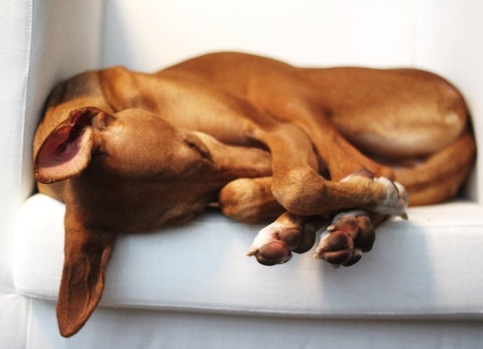 Nose to Tail Curl up dog sleeping position