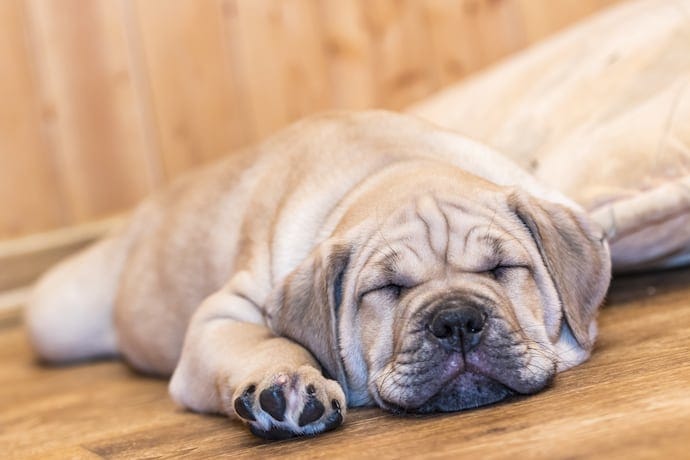 Dog sploot sleeping position