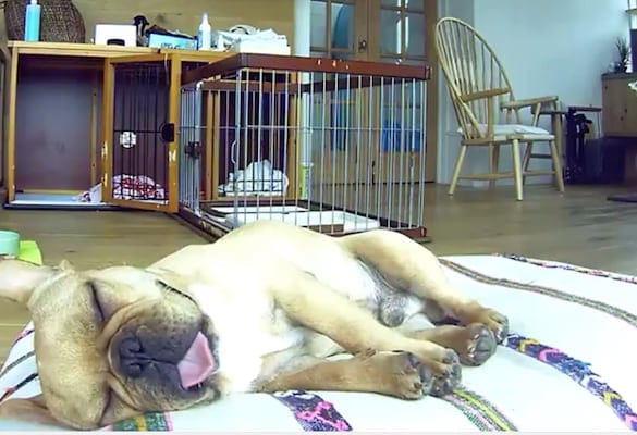 10 Pawesome Pet Moments Caught on Petcube Care