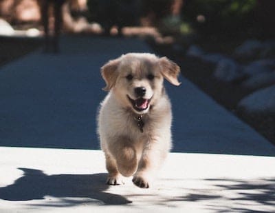 How to Tell if Your Dog Is from a Puppy Mill