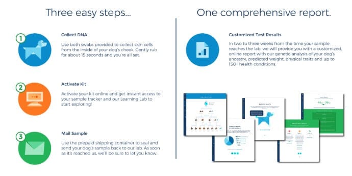Steps of Wisdom Panel DNA Test