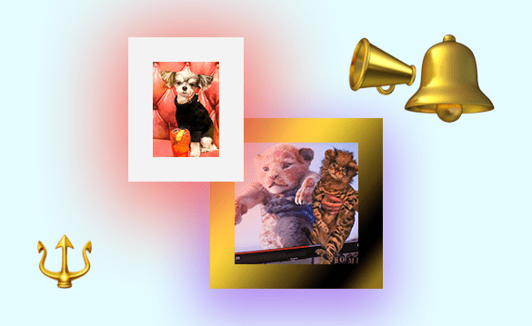 We Asked People How They Made Their Pets Instagram Famous