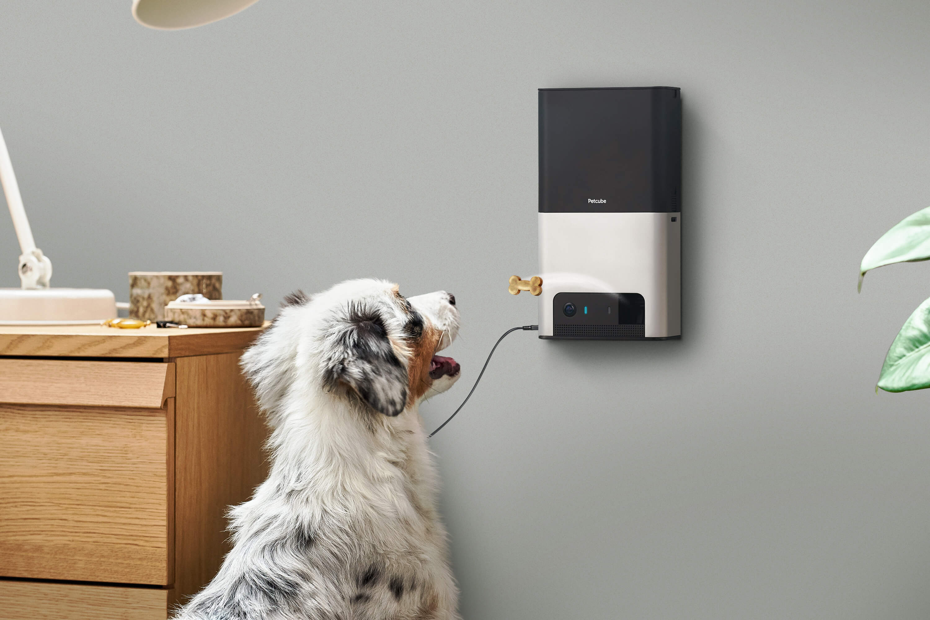 Petcube works with Amazon Alexa