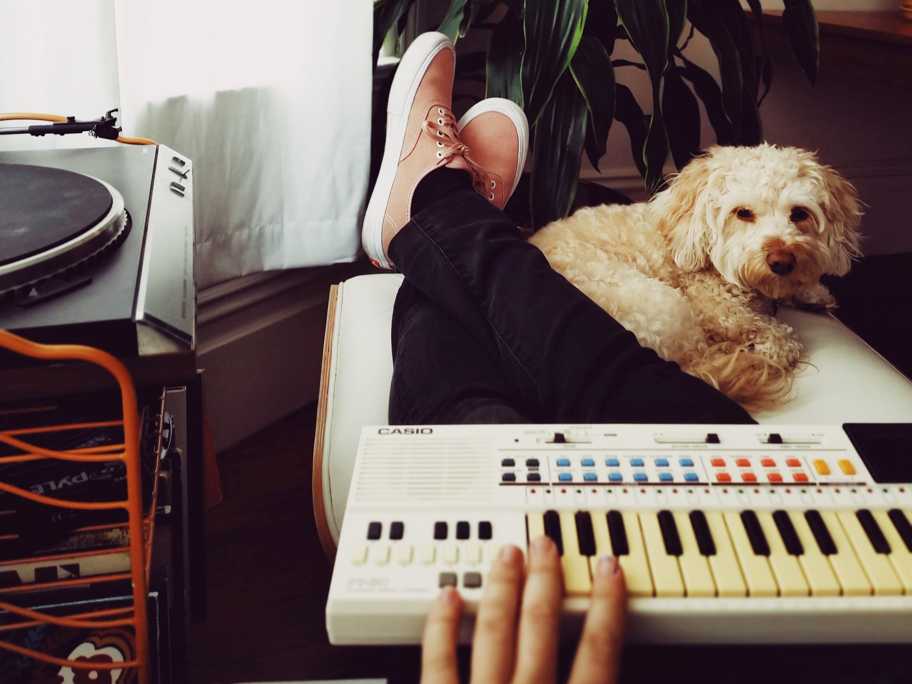 how to calm a dog down