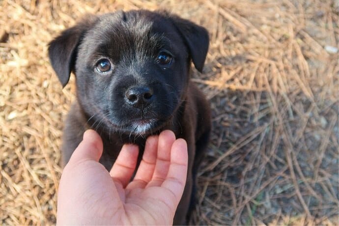 puppy in the grass