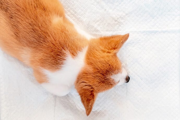 how to potty train a puppy on pads