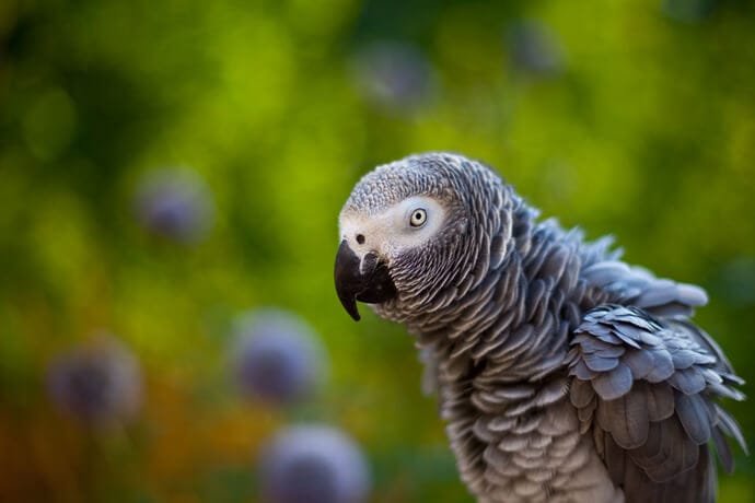 grey parrot