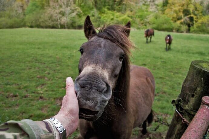 what to do if your pet is making you sneeze