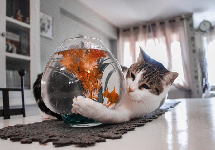 cat and goldfish
