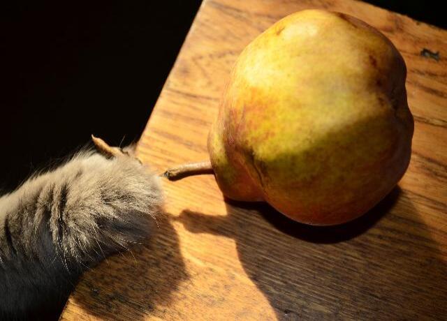 can cats eat pears