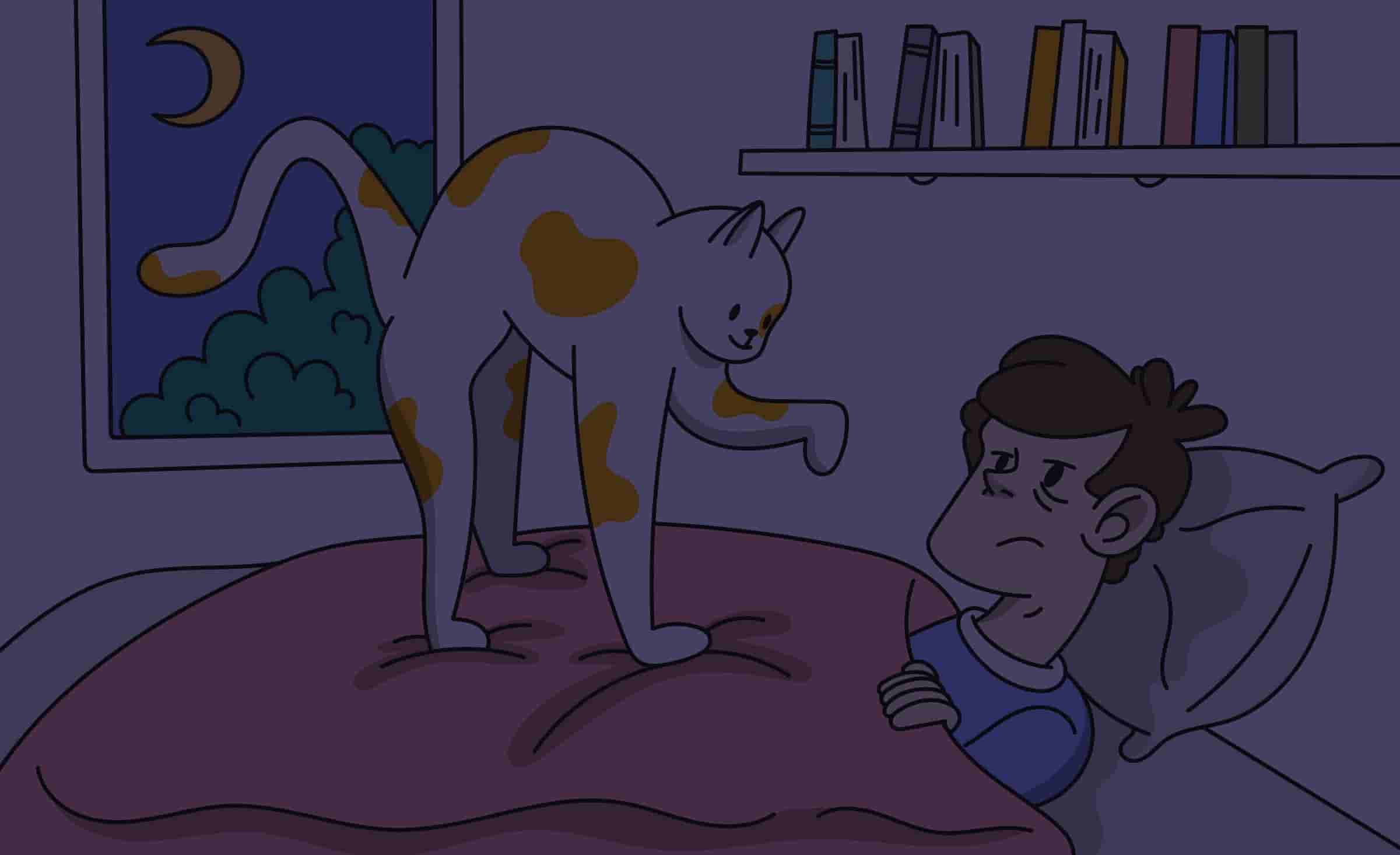 My Cat Won't Let Me Sleep at Night: Reasons and Solutions