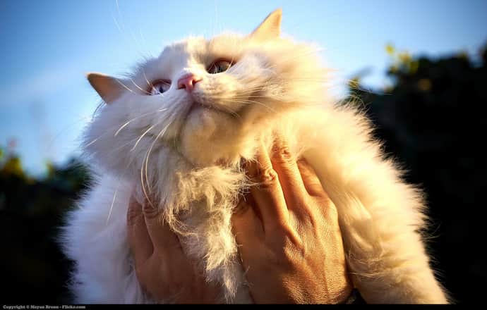 What To Do With A Cat While On Vacation